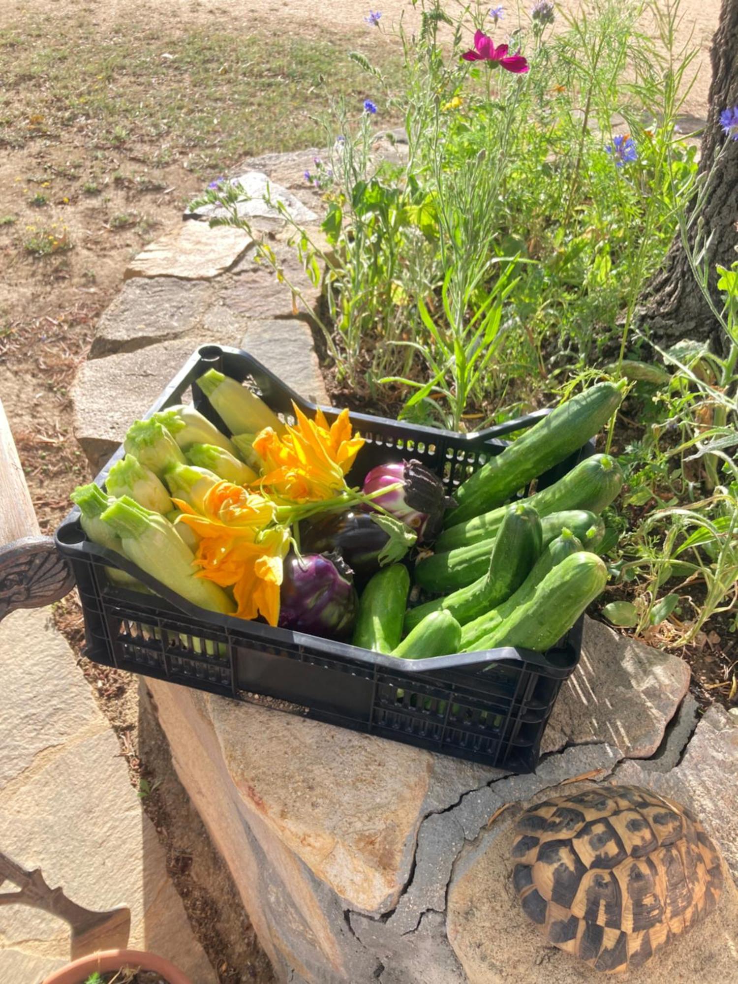 Agriturismo Sa Mandria Villa Castiadas Eksteriør billede