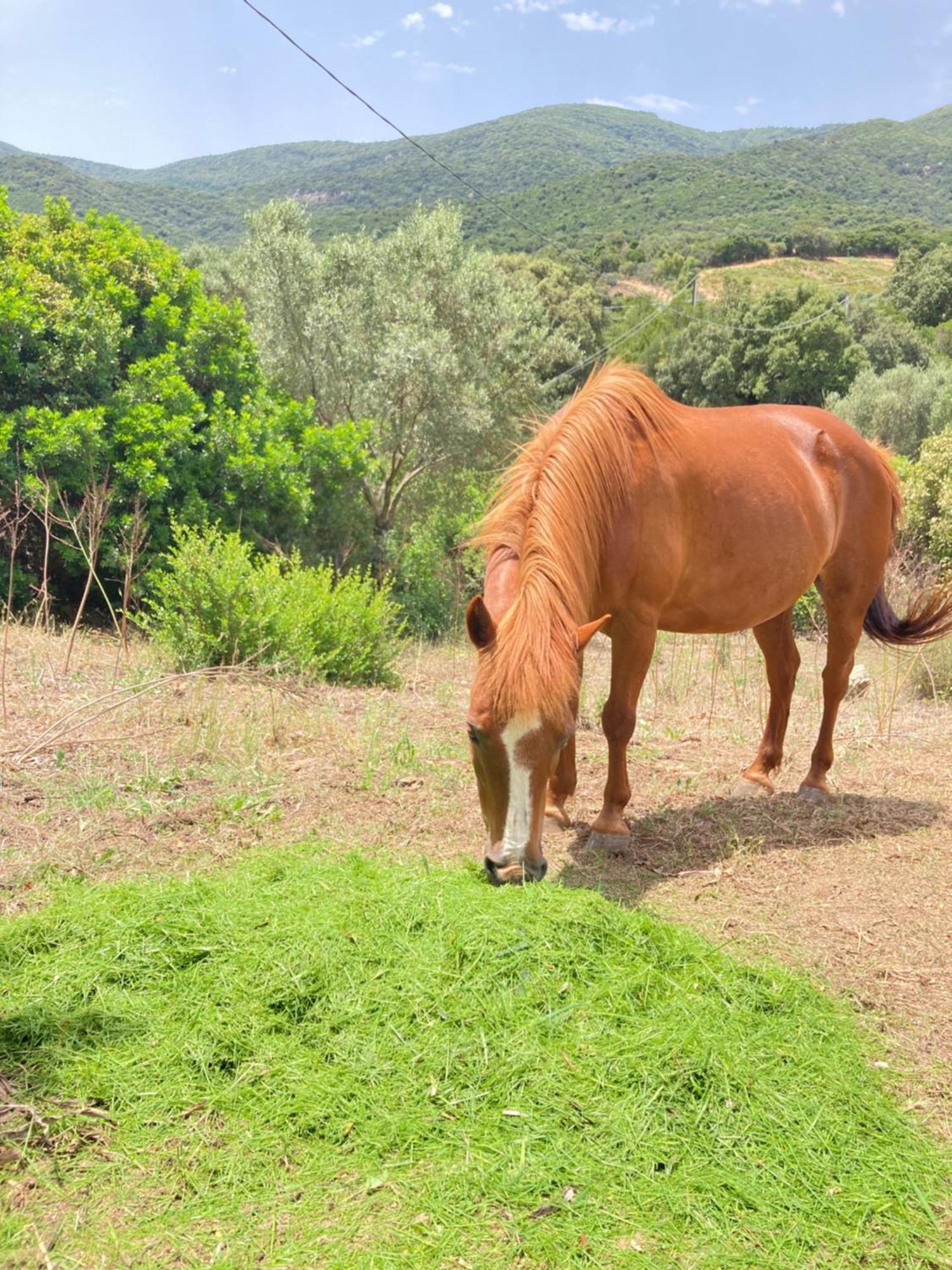 Agriturismo Sa Mandria Villa Castiadas Eksteriør billede